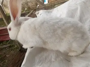 American White Rabbit