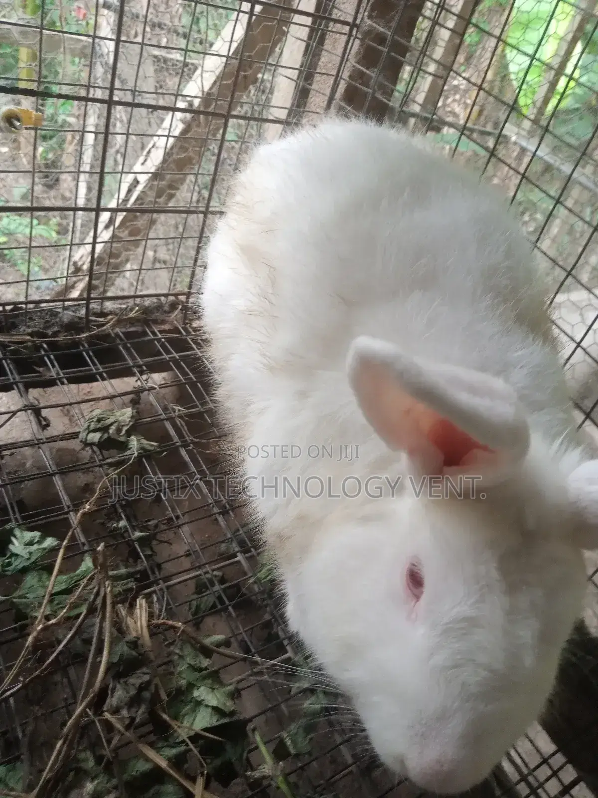 American White Rabbit