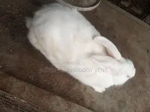 American White Rabbit
