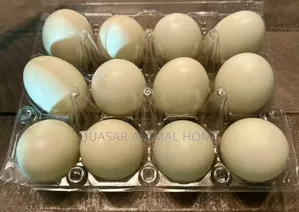 Ferlized Duck Egg