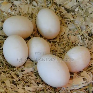 Ferlized Duck Egg