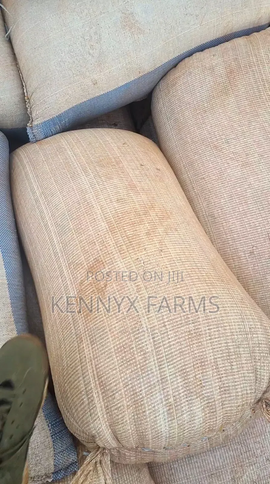Yellow Maize Available For Pickup