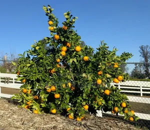 Dwarf Hybrid Orange Seedlings