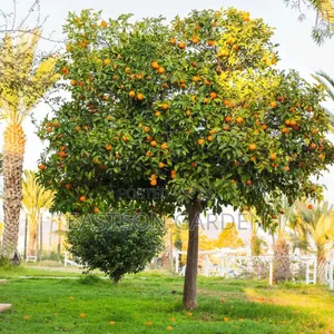 Dwarf Hybrid Orange Seedlings