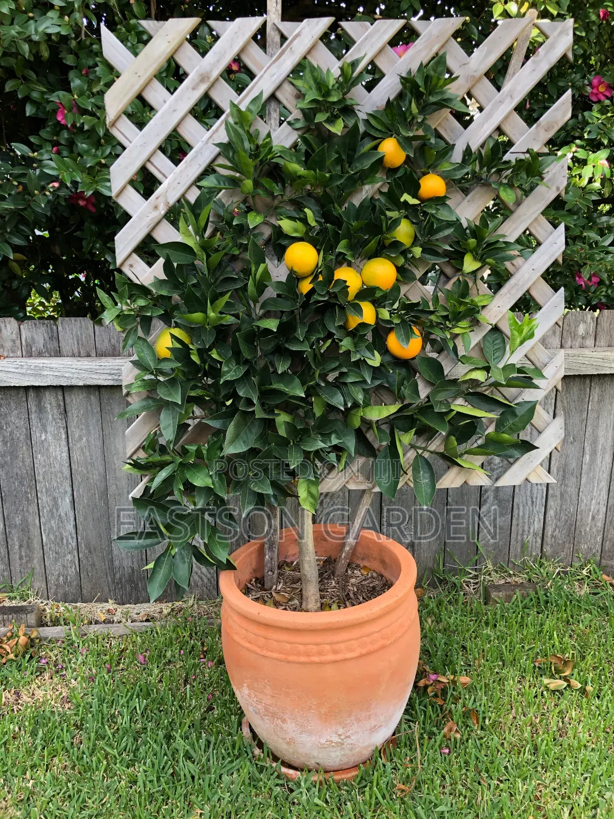 Dwarf Hybrid Orange Seedlings