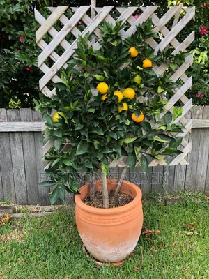Dwarf Hybrid Orange Seedlings