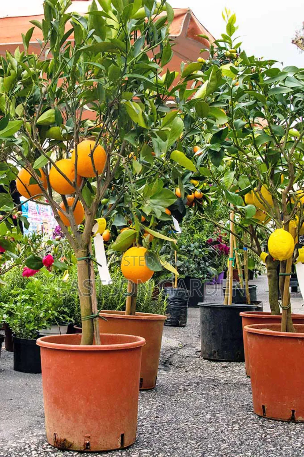 Dwarf Hybrid Orange Seedlings