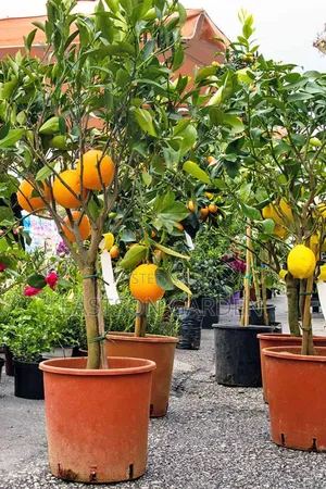 Dwarf Hybrid Orange Seedlings