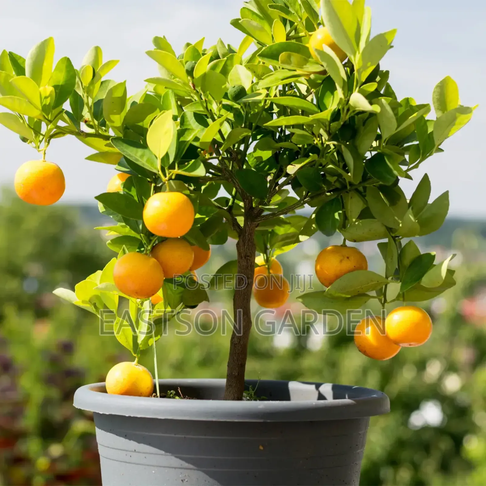 Dwarf Hybrid Orange Seedlings