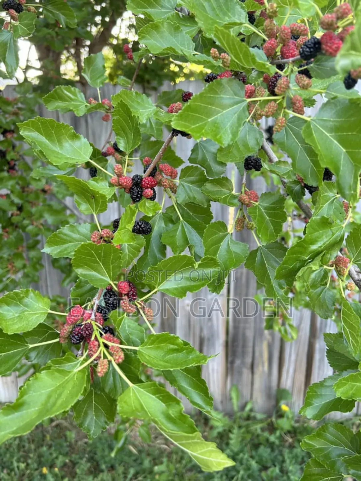 Hybrid Mulberry Seedlings