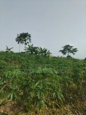 Buy a Big Land and Well Demacated at Dominase