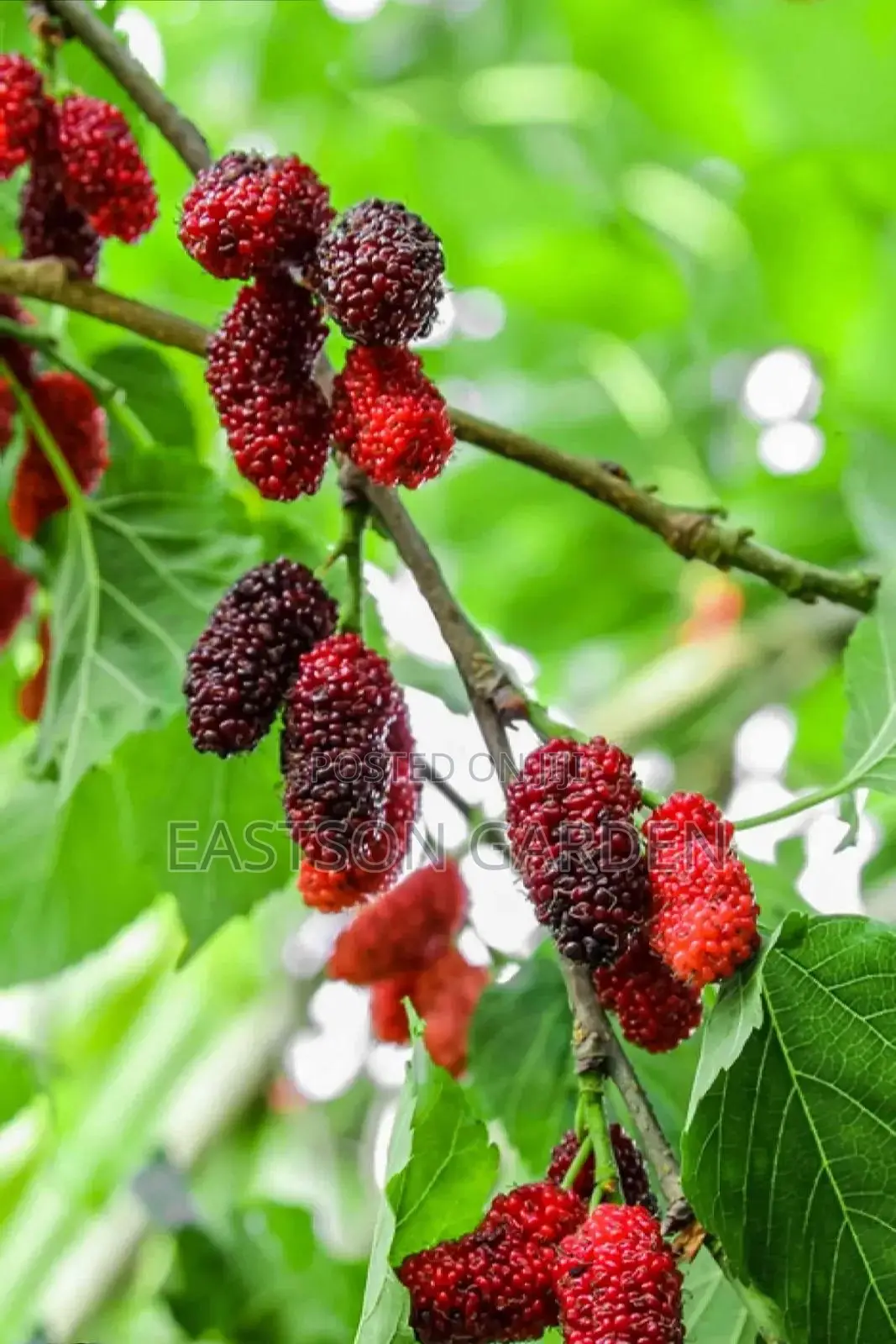 Hybrid Mulberry Seedlings