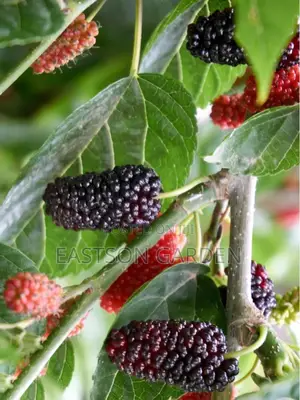 Hybrid Mulberry Seedlings