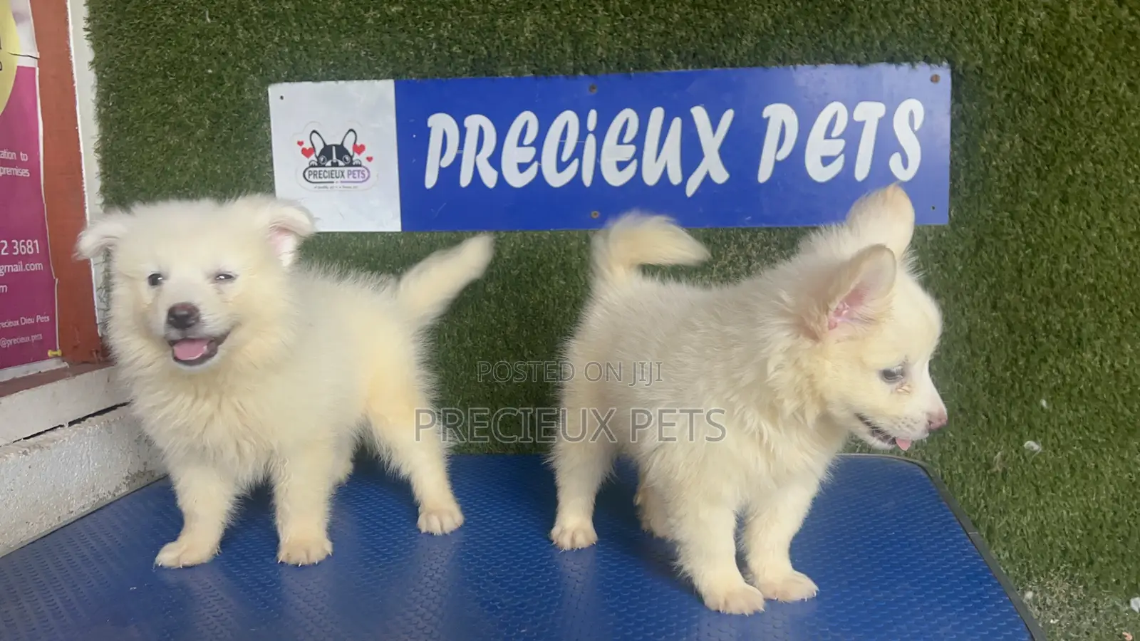 1-3 months Male Purebred American Eskimo