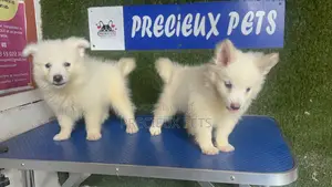 1-3 months Male Purebred American Eskimo