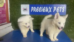 1-3 months Male Purebred American Eskimo