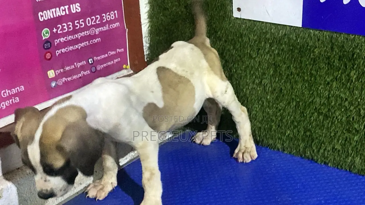 1-3 months Female Purebred Boerboel