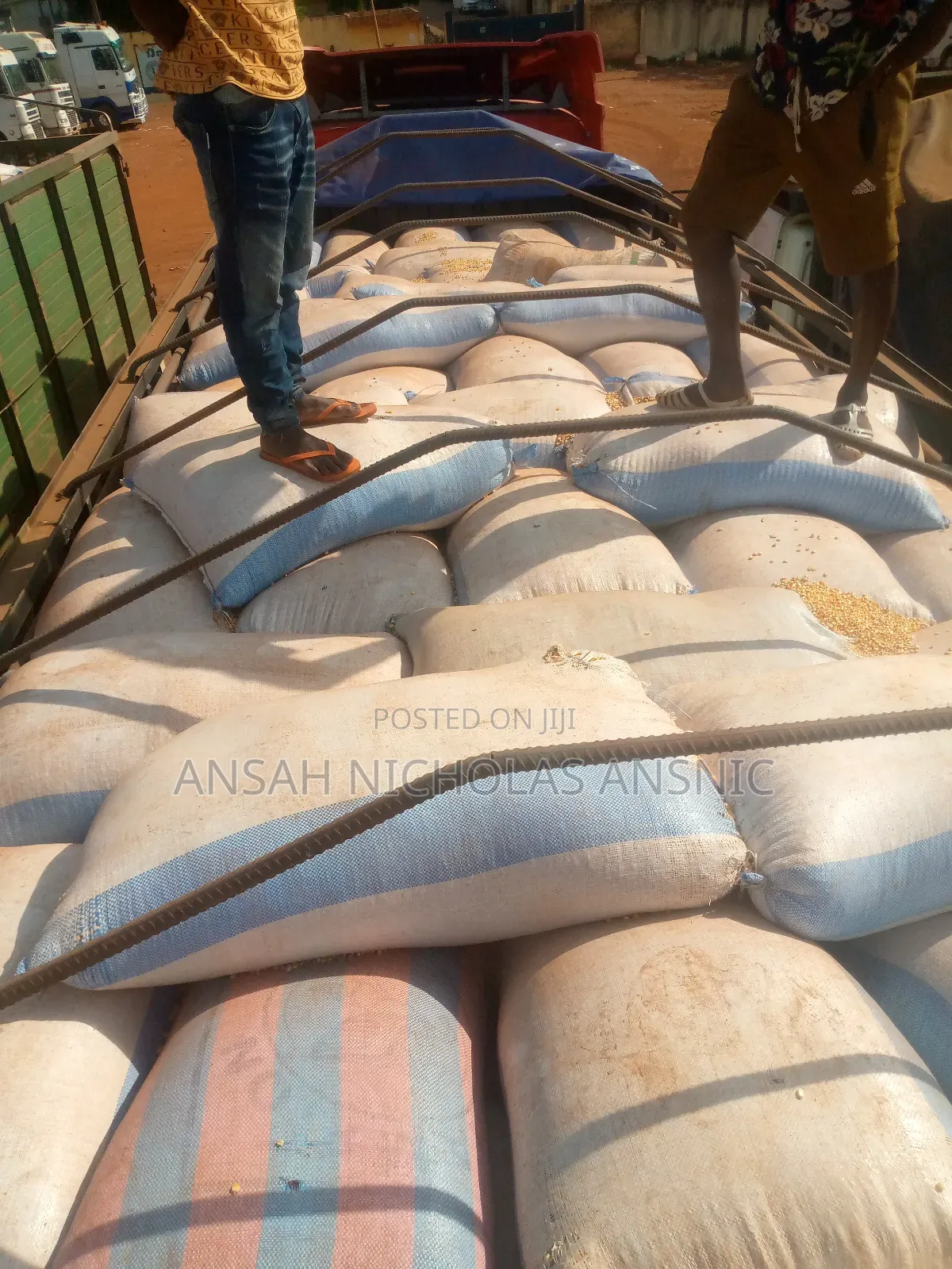 Both Yellow and White Maize Available in Large Quantities.