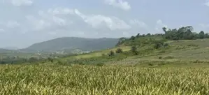 Verified and Certified Plots of Land for Sale at Dominase