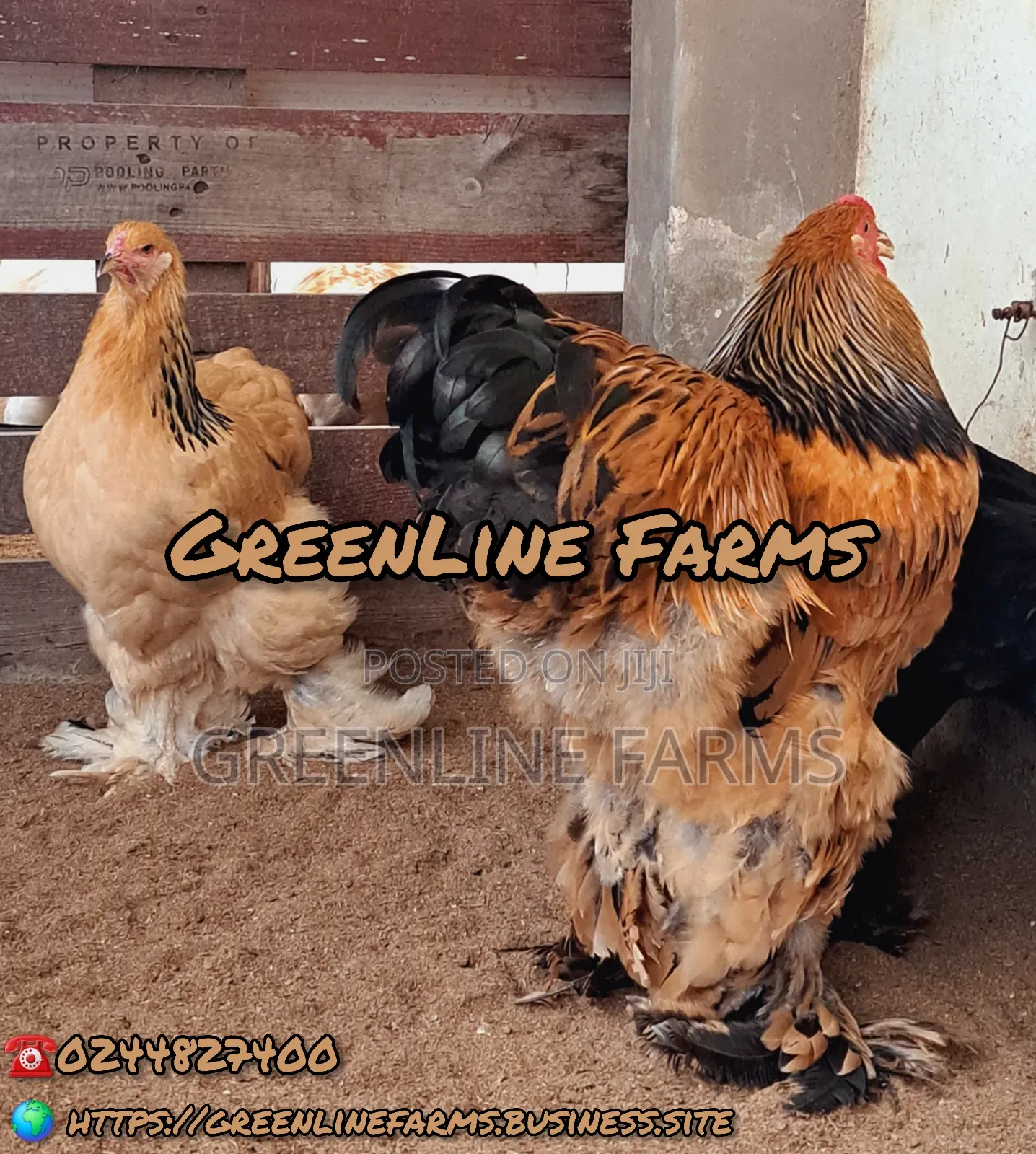Brahma Chicken 8m