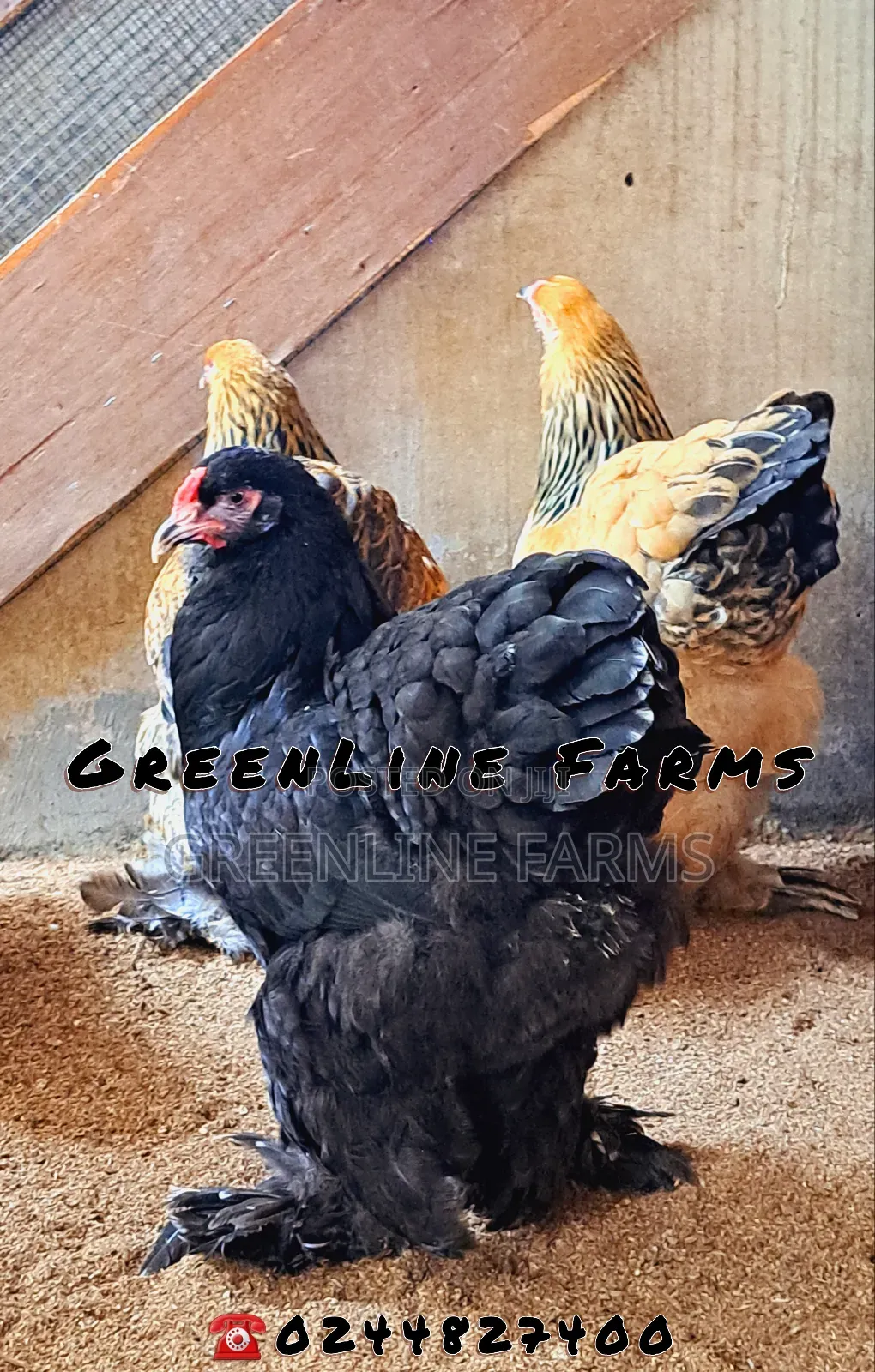 Brahma Chicken 8m