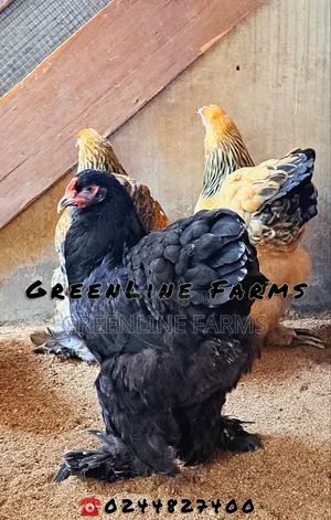 Brahma Chicken 8m
