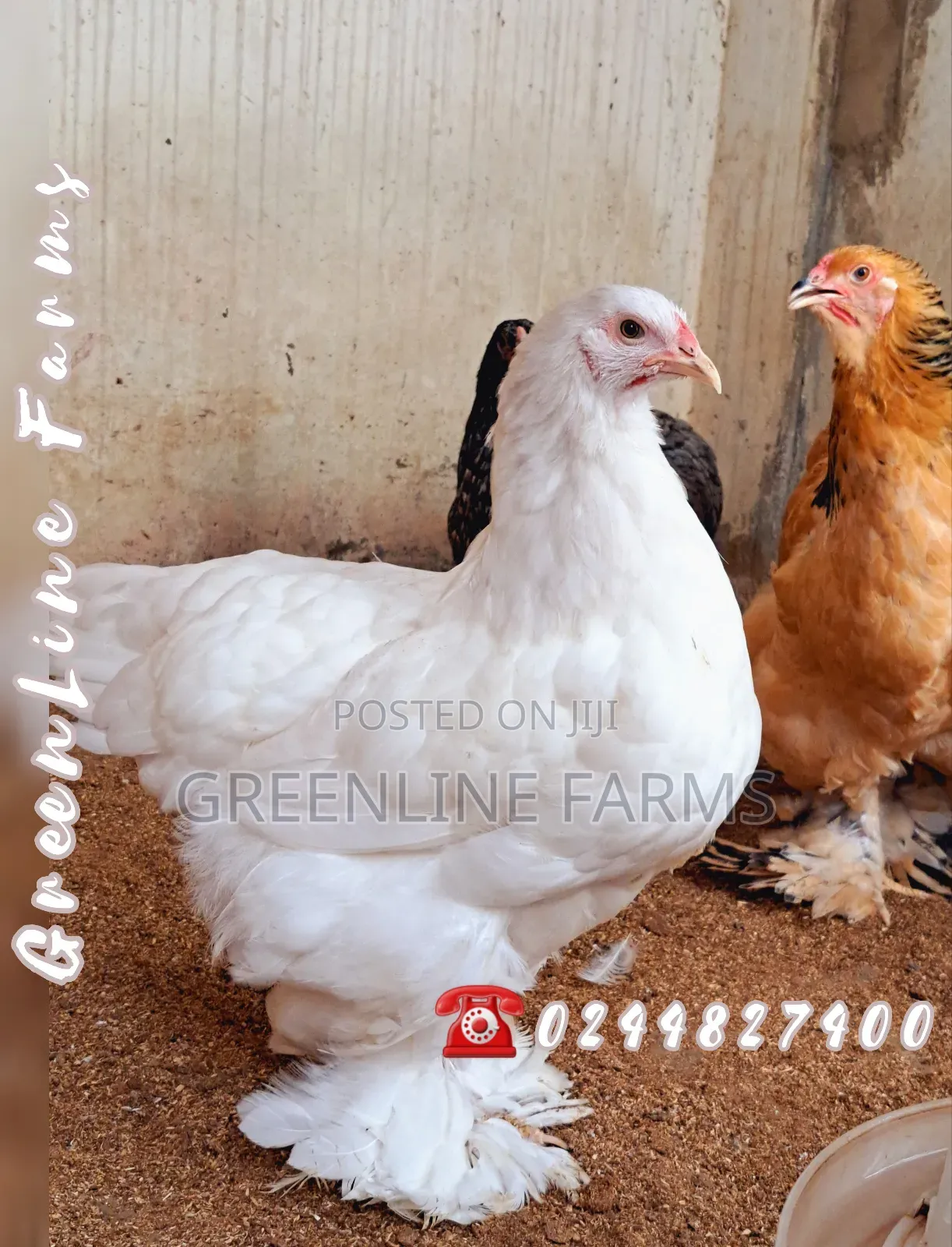 Brahma Chicken 8m