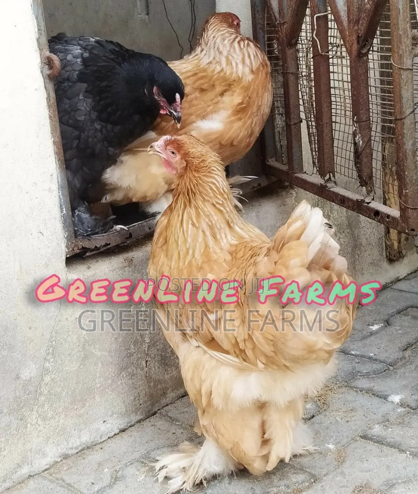 Brahma Chicken 8m