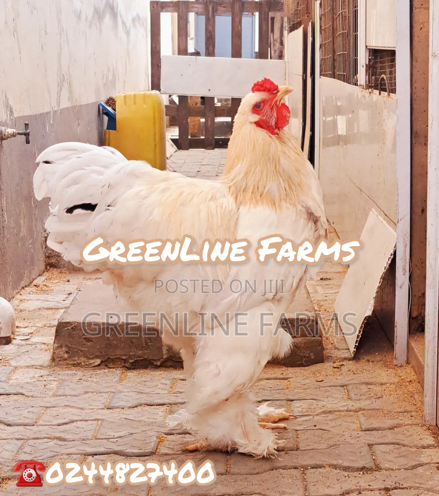 Brahma Chicken Gl