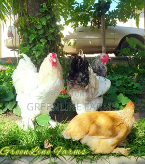 Brahma Chicken Gl