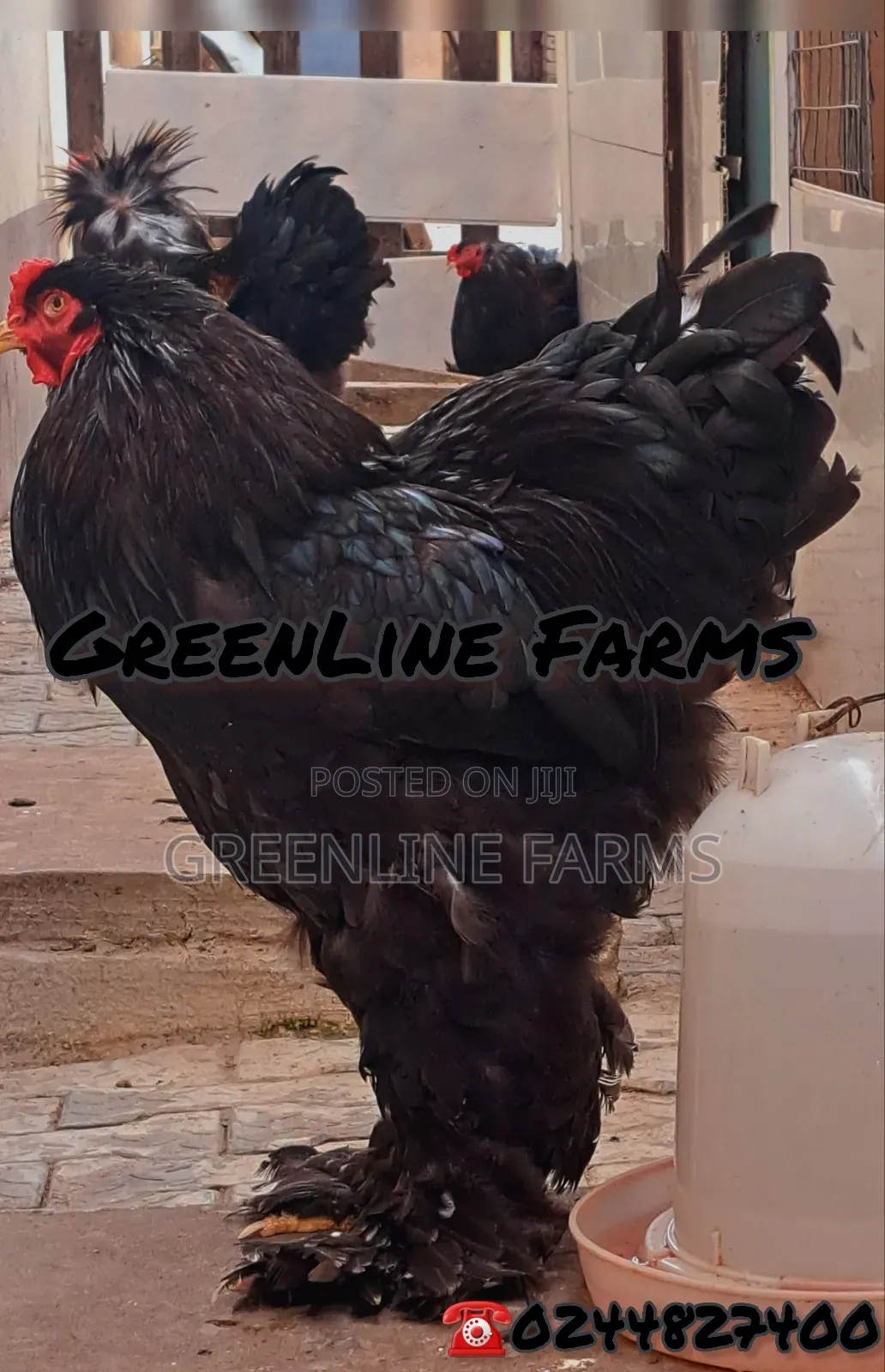 Brahma Chicken Gl