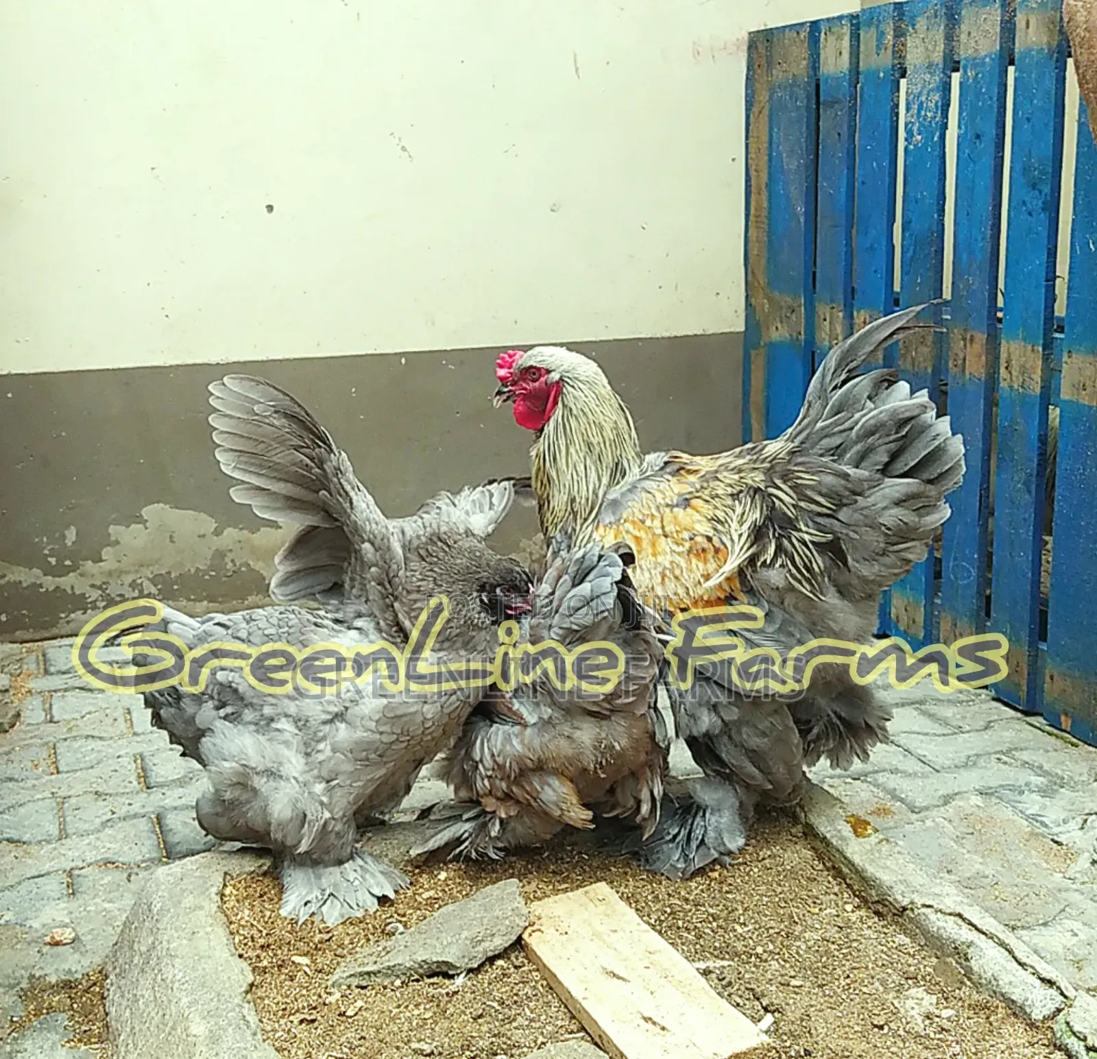 Brahma Chicken Gl