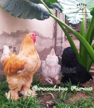 Brahma Chicken Gl