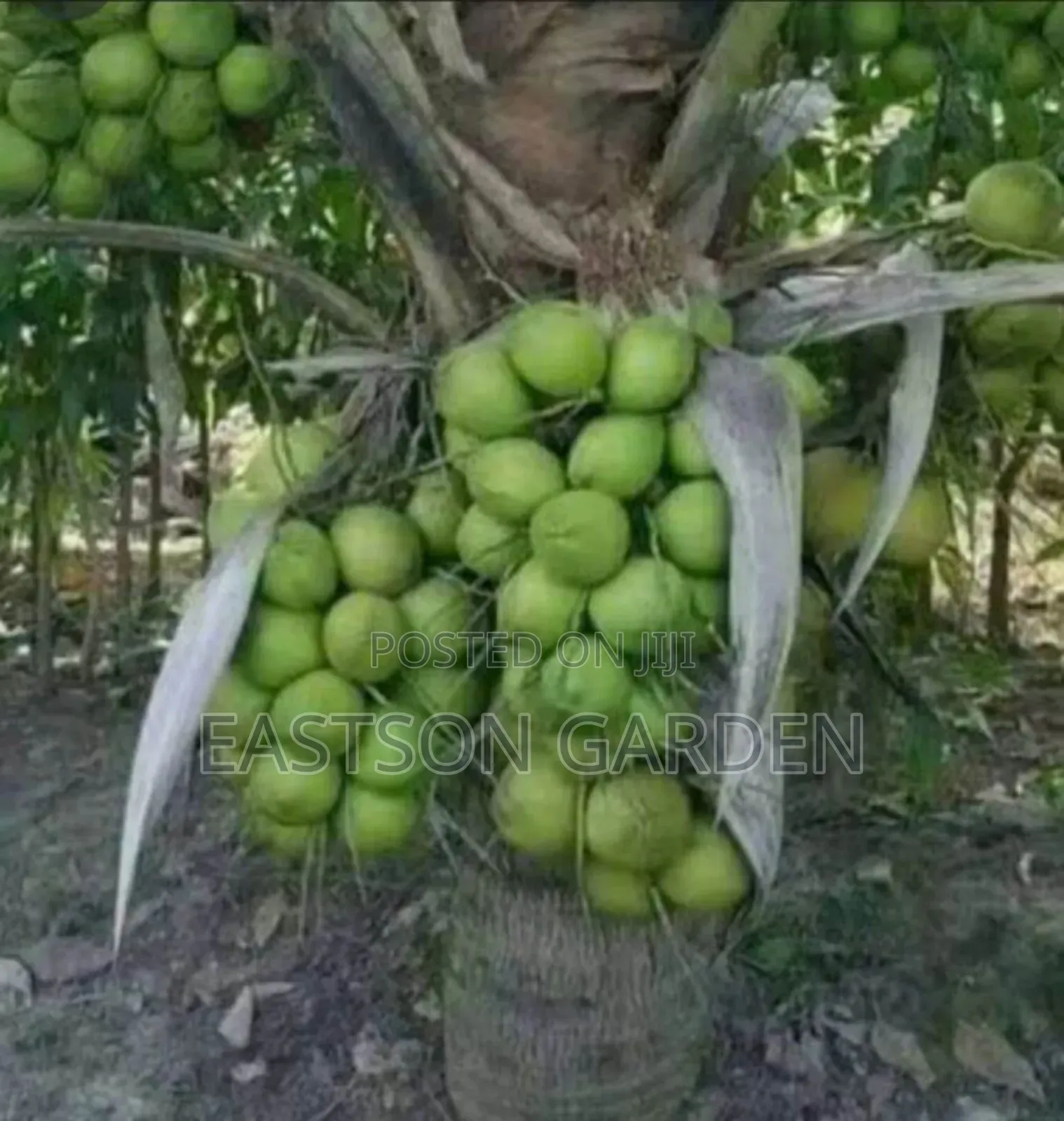 Brazilian Dwarf Coconut Seedlings