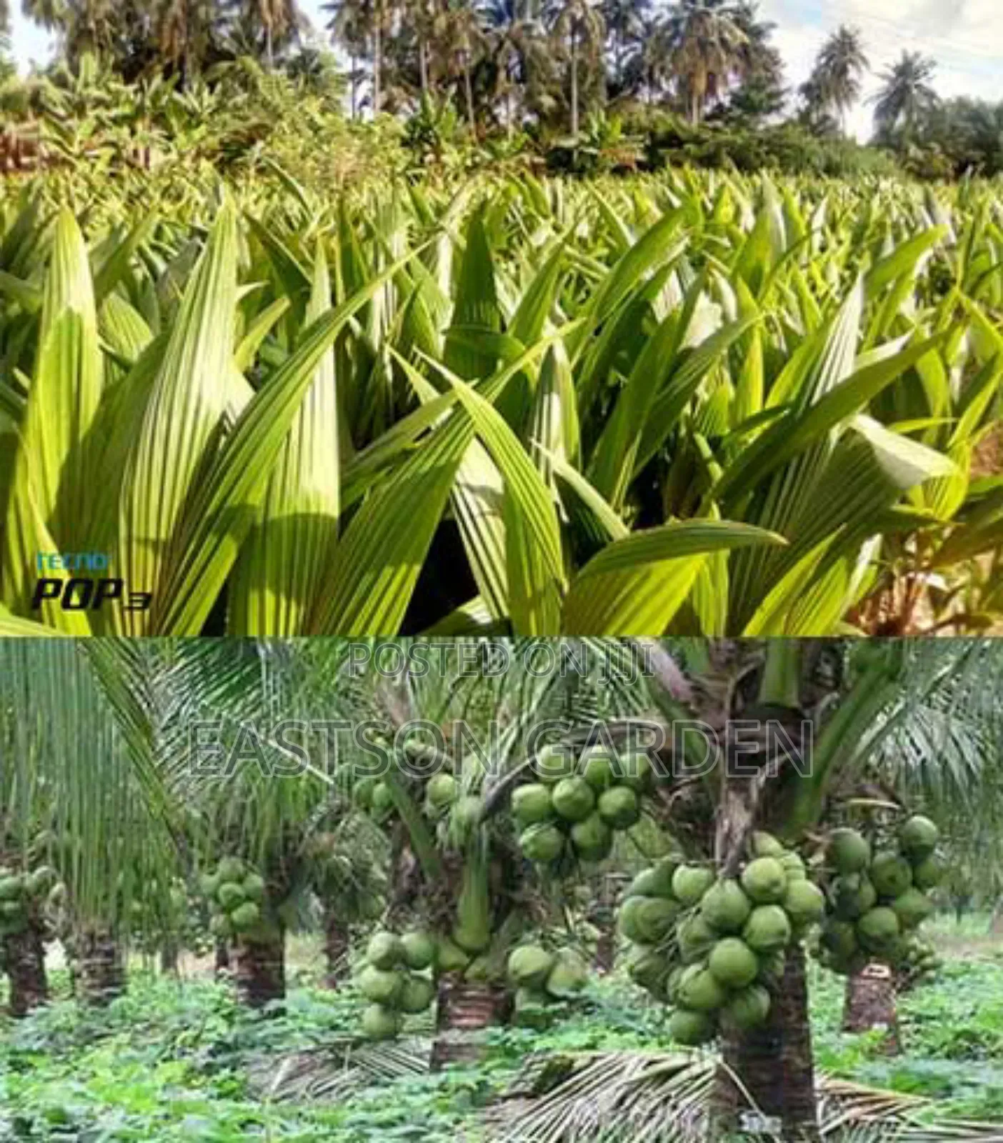 Brazilian Dwarf Coconut Seedlings