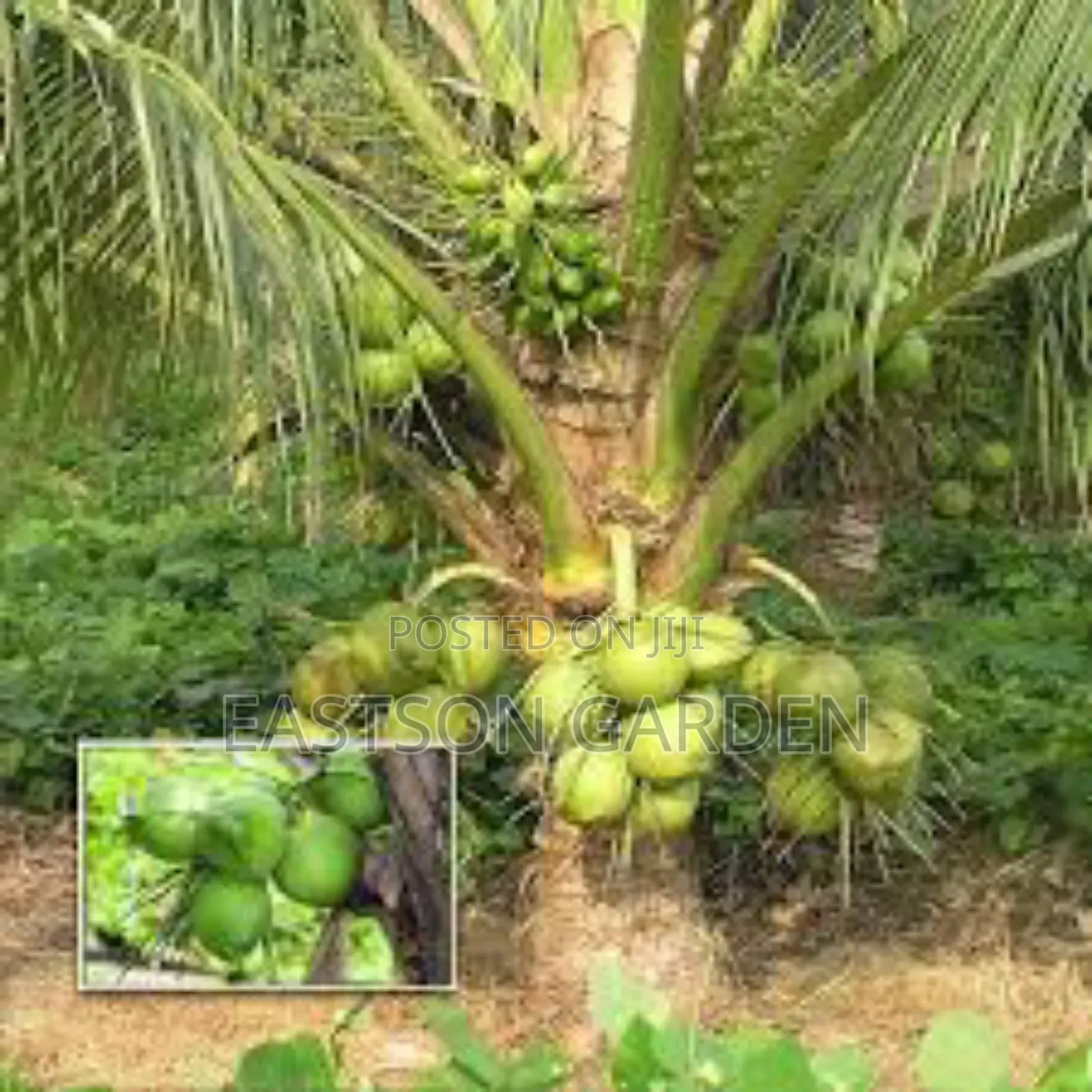 Brazilian Dwarf Coconut Seedlings