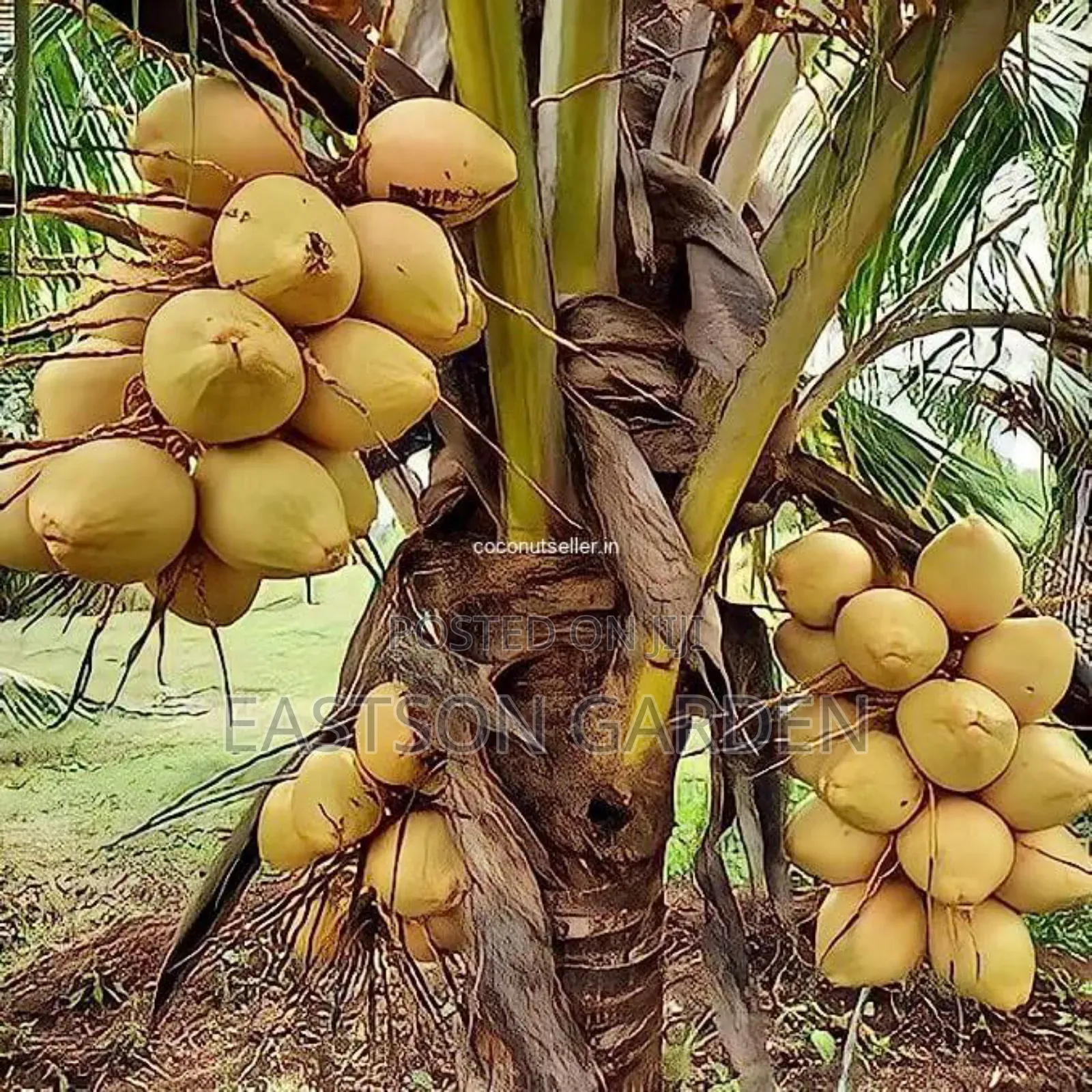 Brazilian Dwarf Coconut Seedlings