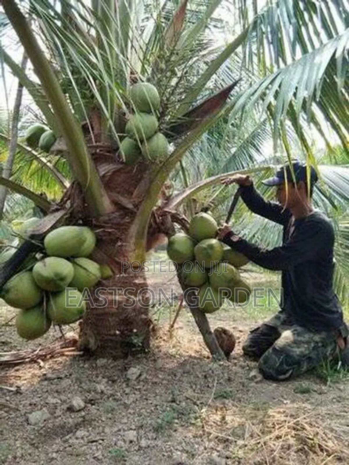 Brazilian Dwarf Coconut Seedlings