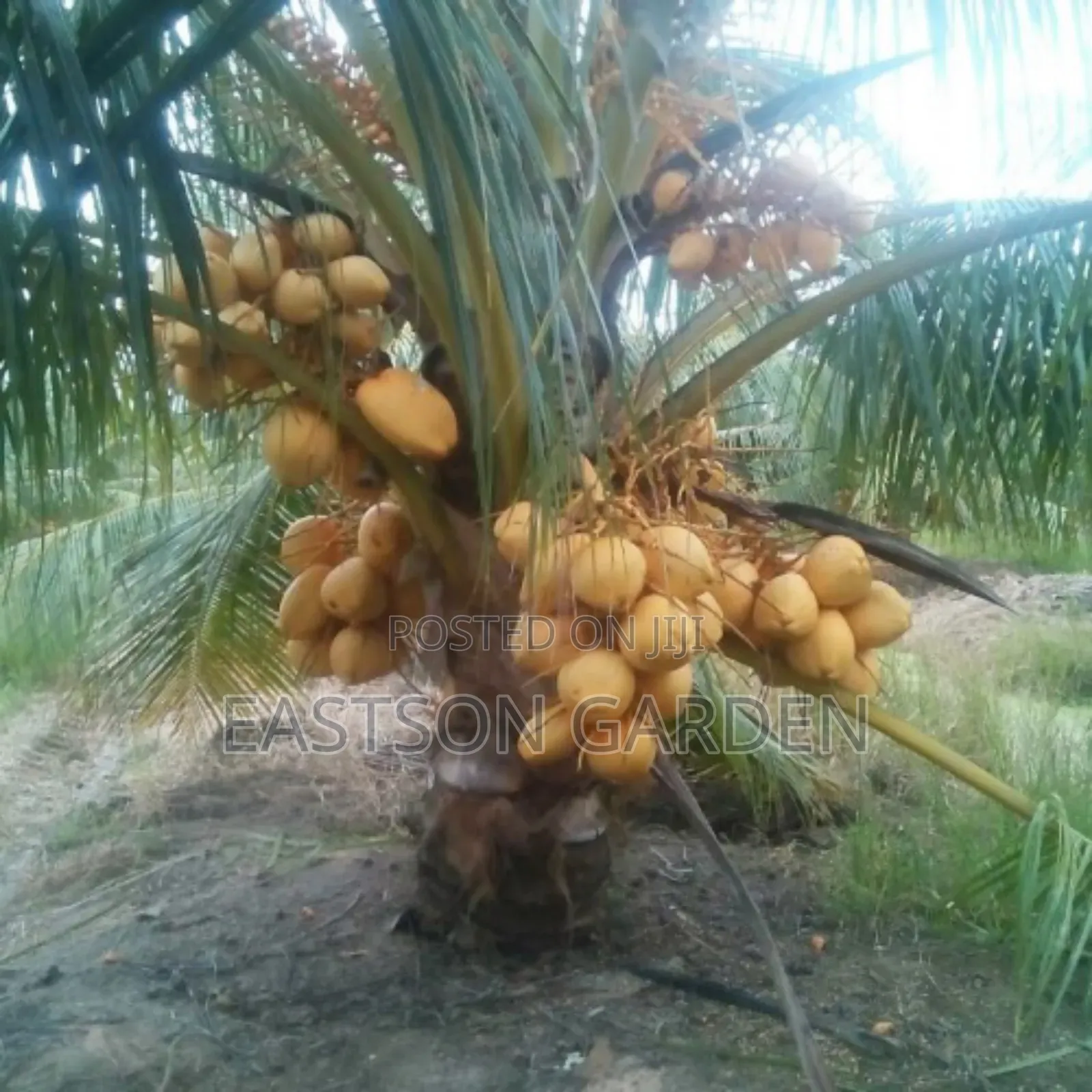 Brazilian Dwarf Coconut Seedlings