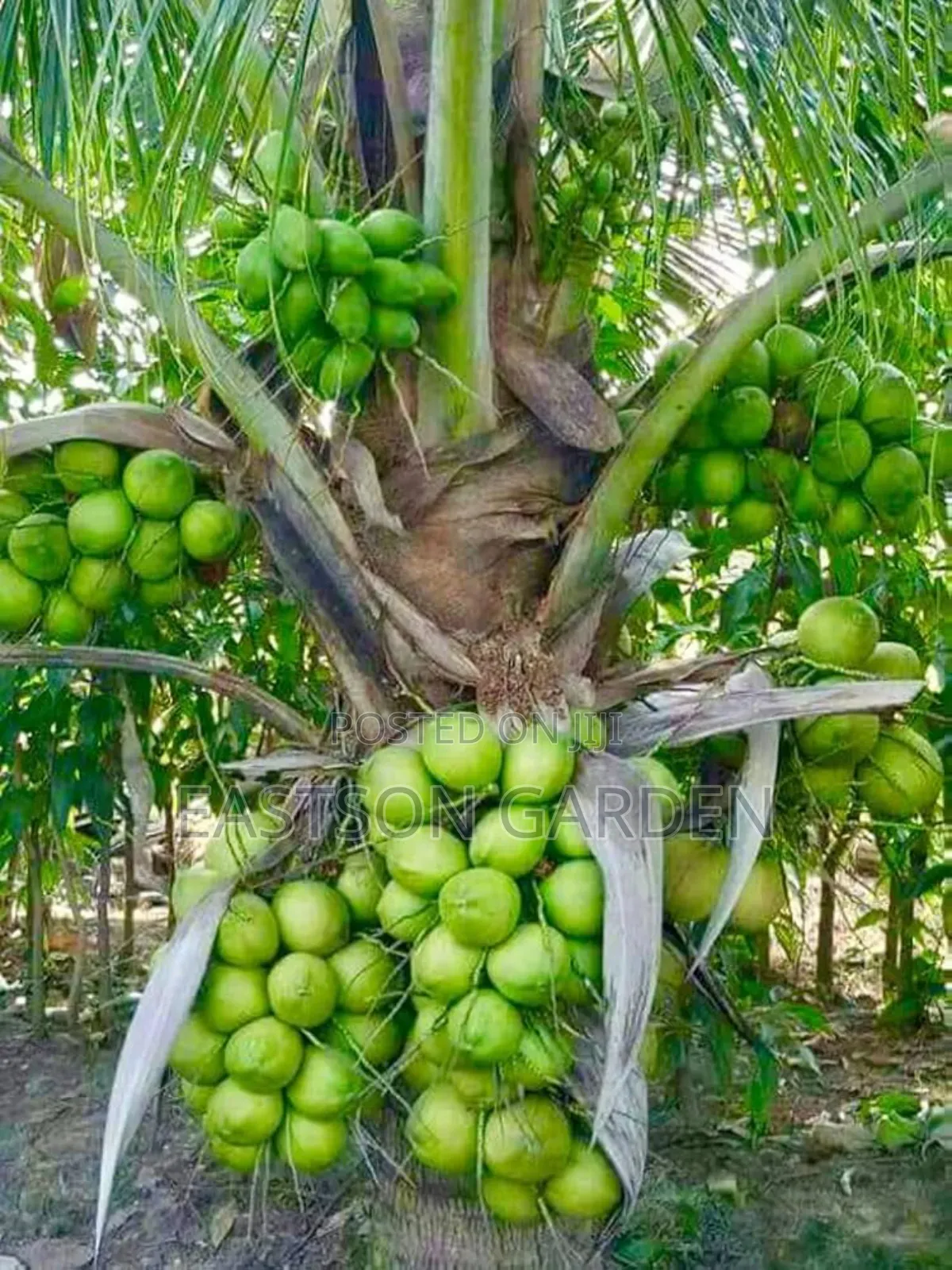 Brazilian Dwarf Coconut Seedlings