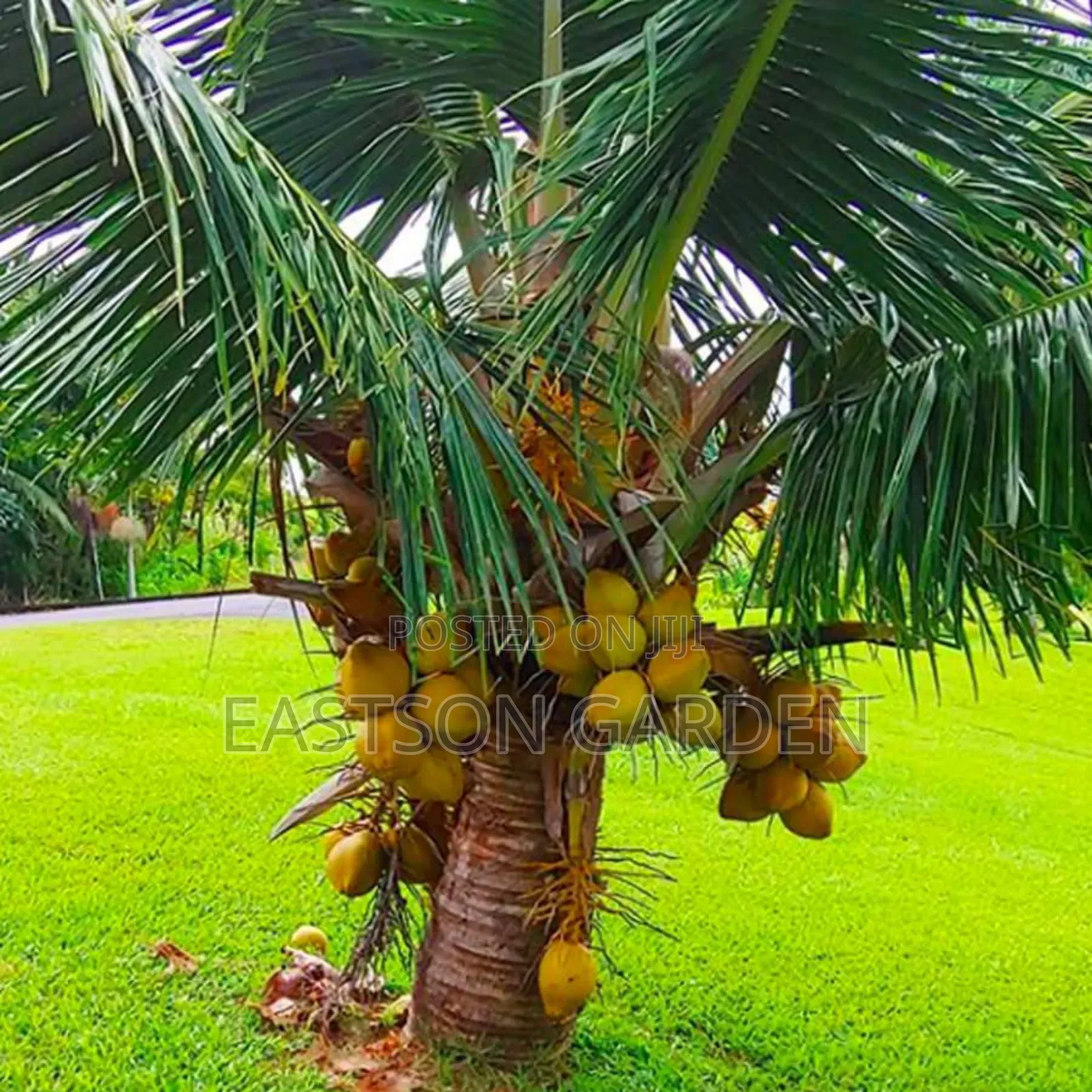 Brazilian Dwarf Coconut Seedlings