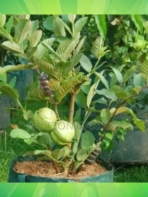 Jumbo Guava Hybrid