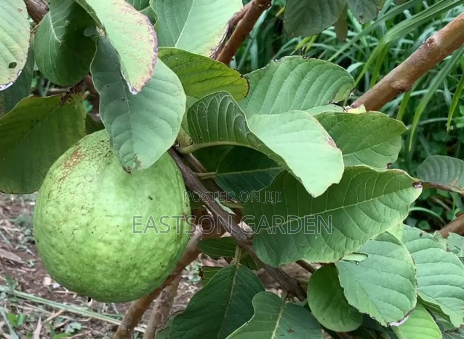 Jumbo Guava Hybrid