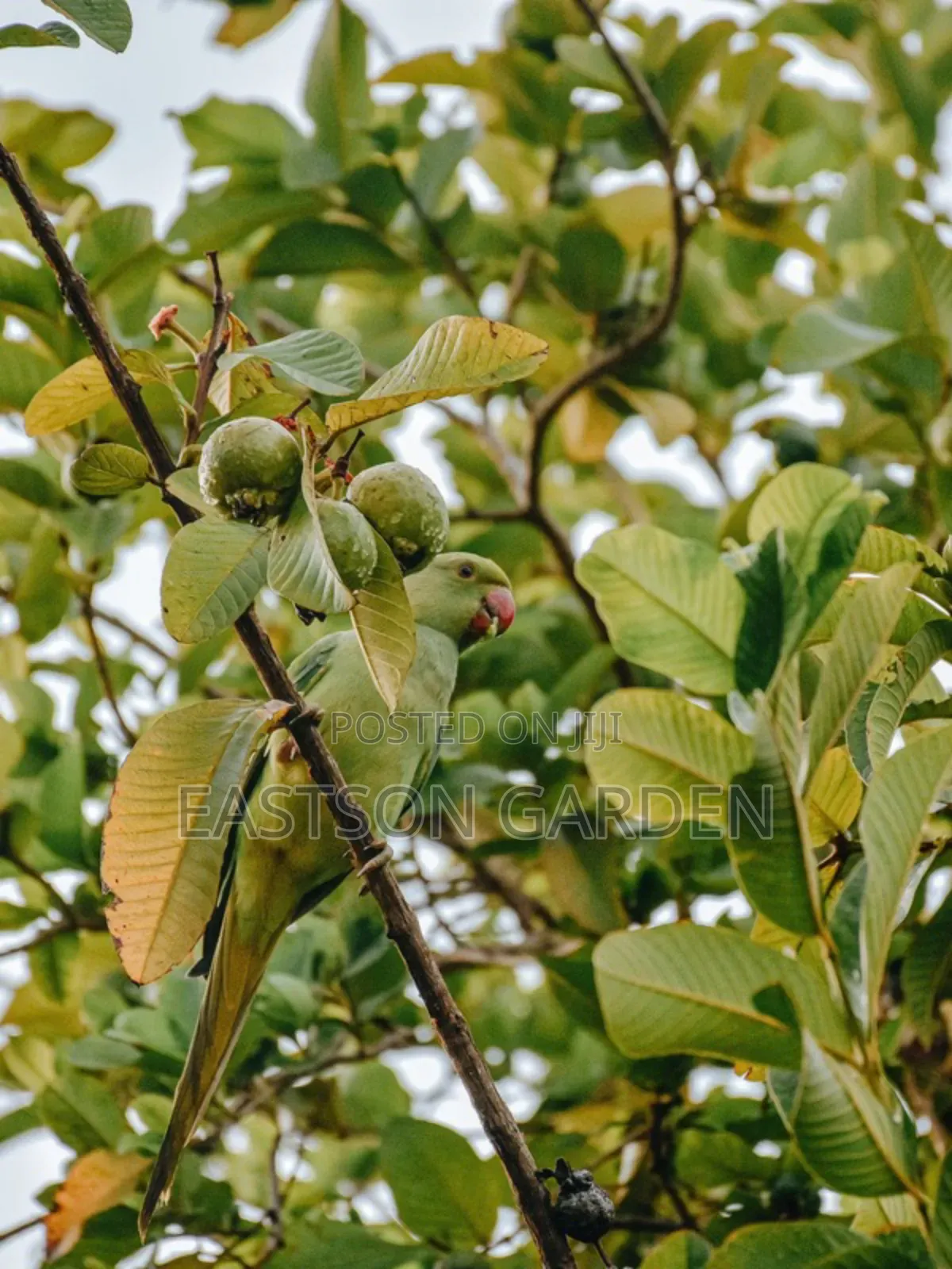 Jumbo Guava Hybrid