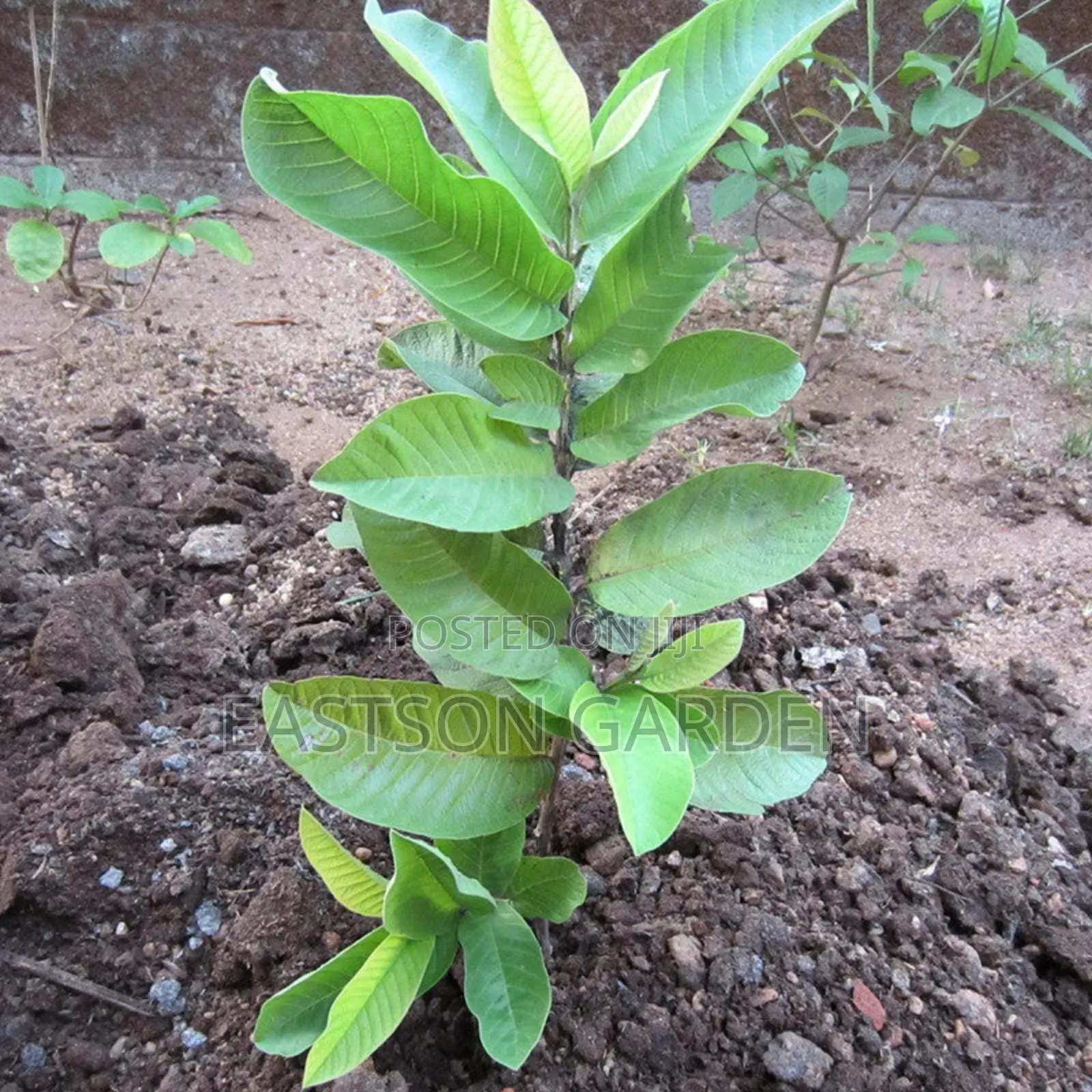 Jumbo Guava Hybrid