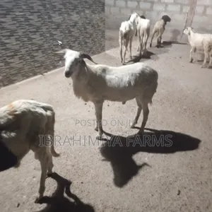 Affordable Sheeps