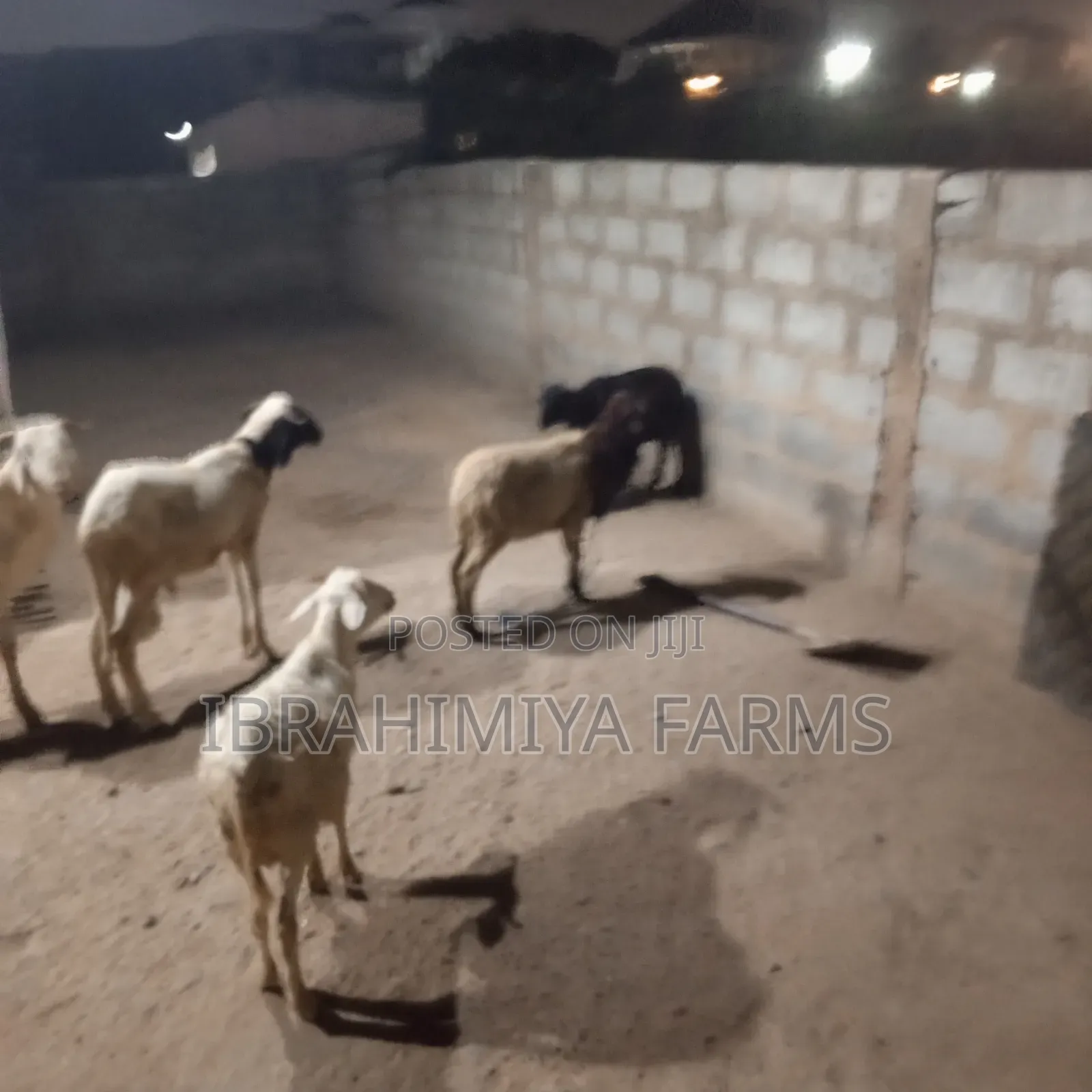 Affordable Sheeps