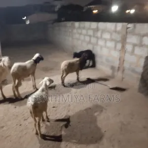 Affordable Sheeps