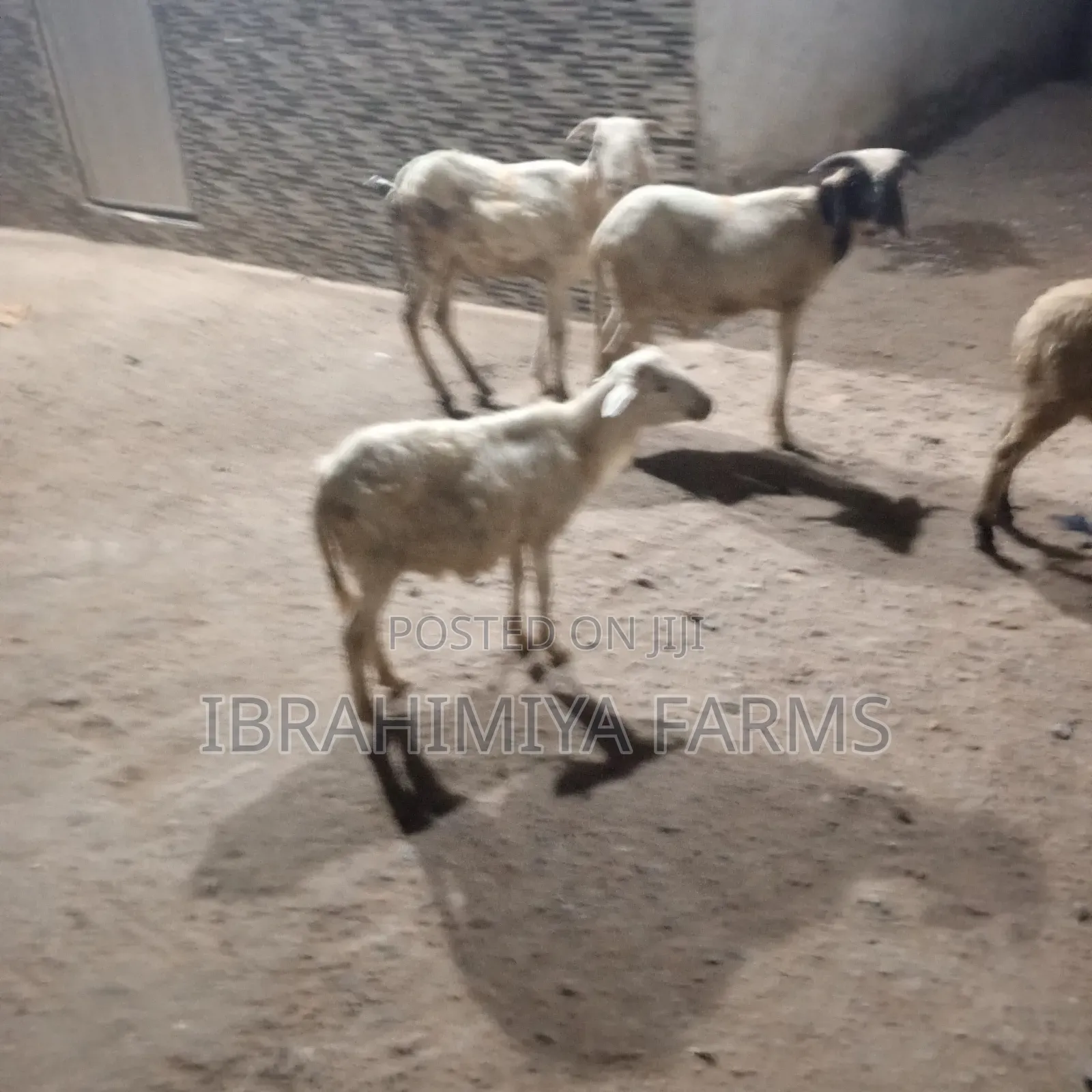 Affordable Sheeps