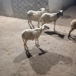 Affordable Sheeps